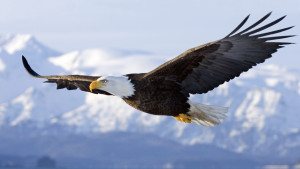 soaring-eagle